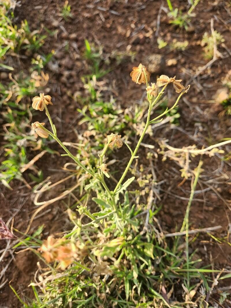 Osteospermum vaillantii fruit