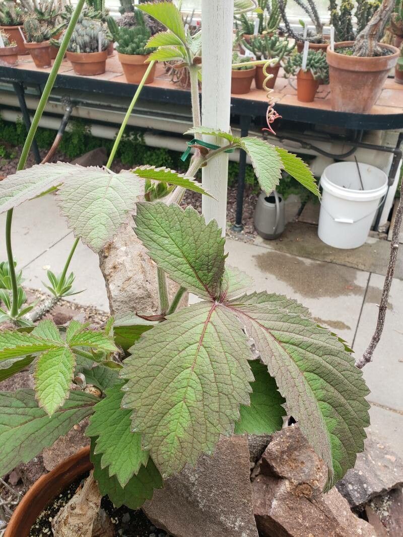 Cyphostemma woodii habit