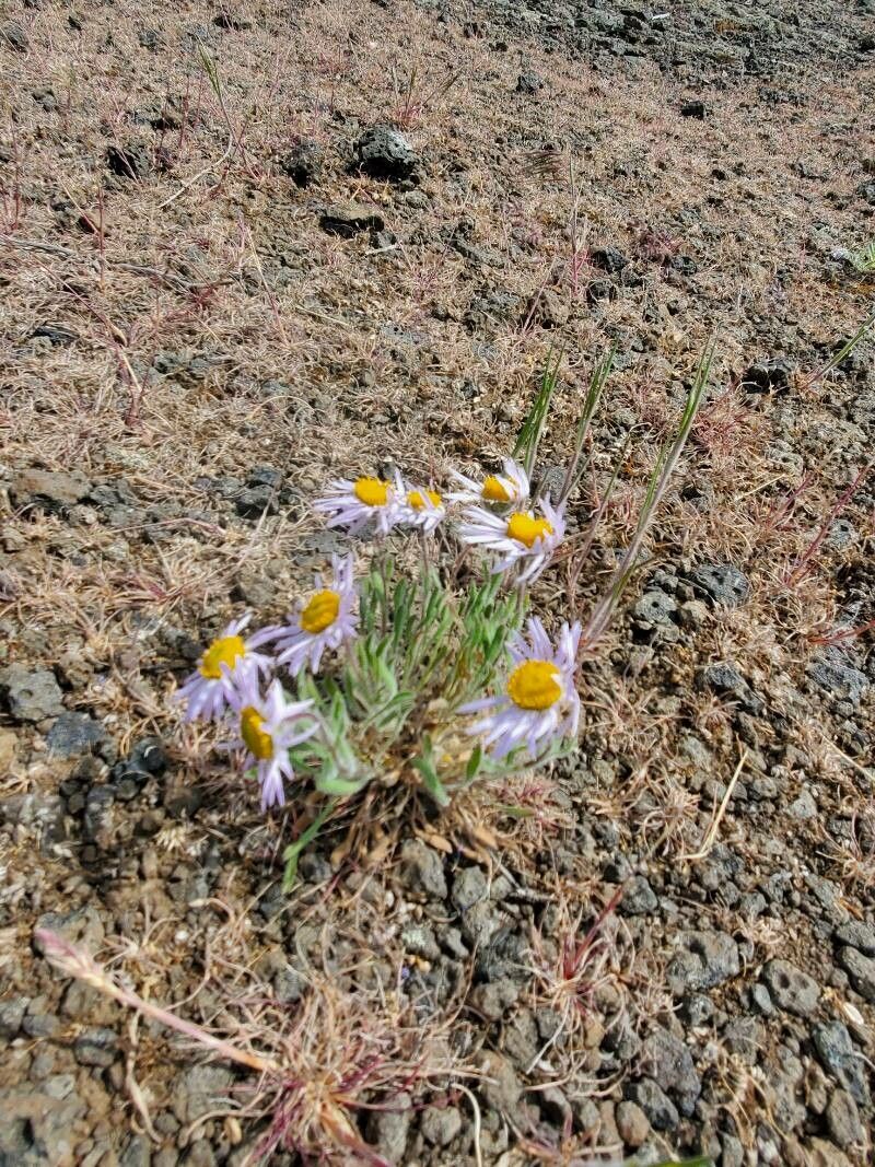 Erigeron pumilus — search result for 'Erigeron'