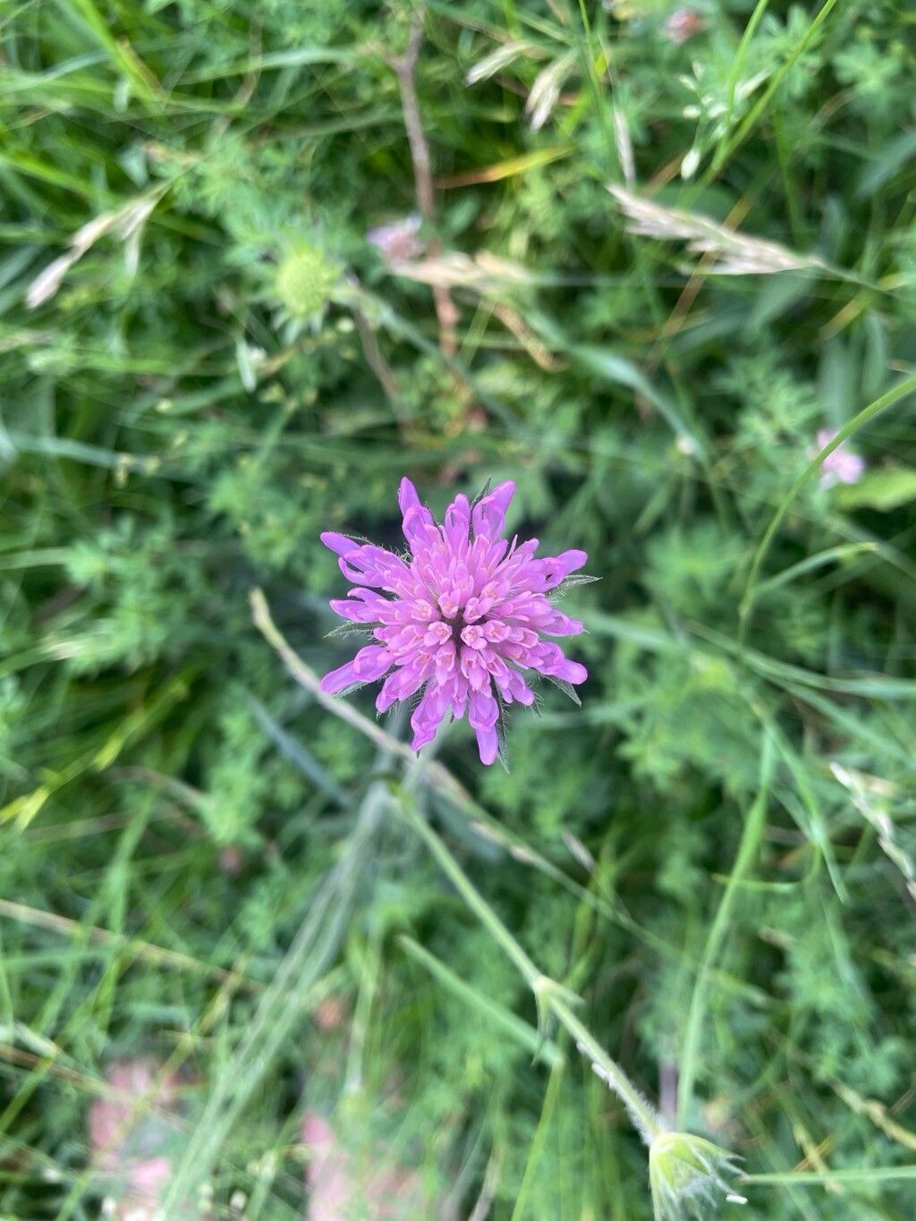 Knautia illyrica flower
