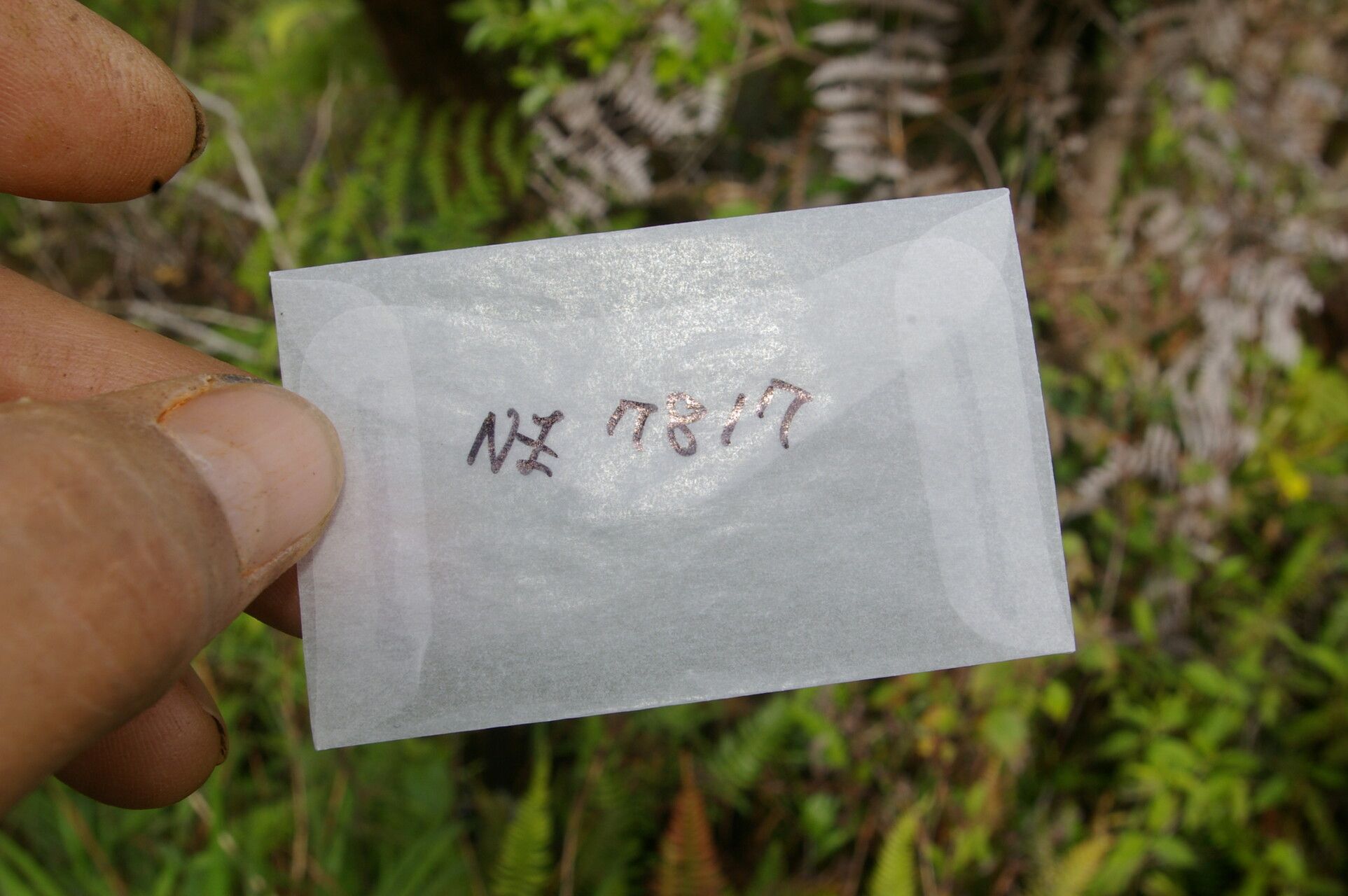 Chiococca pachyphylla fruit