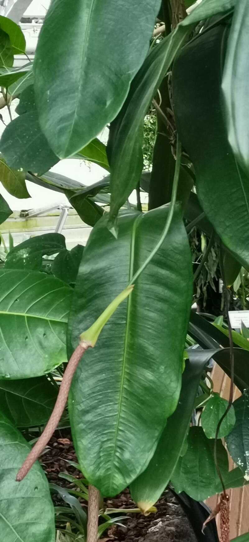 Anthurium loefgrenii — houseplant care guide