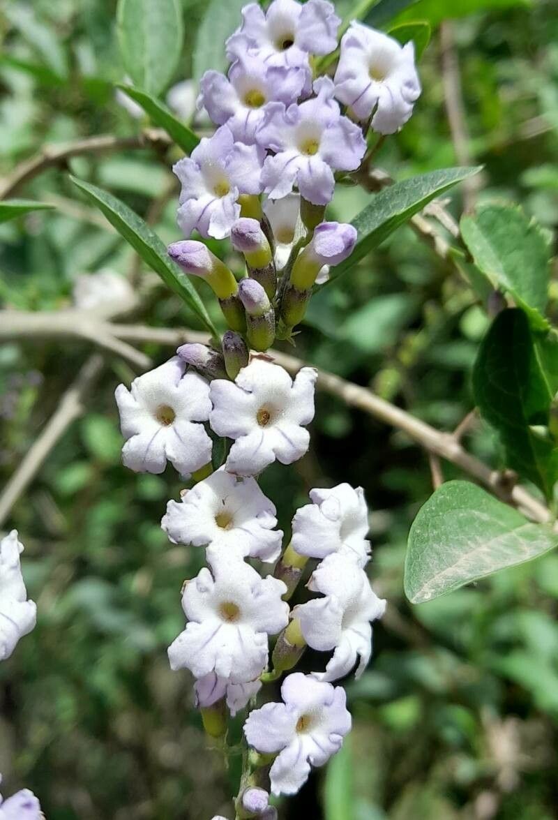 Duranta serratifolia flower