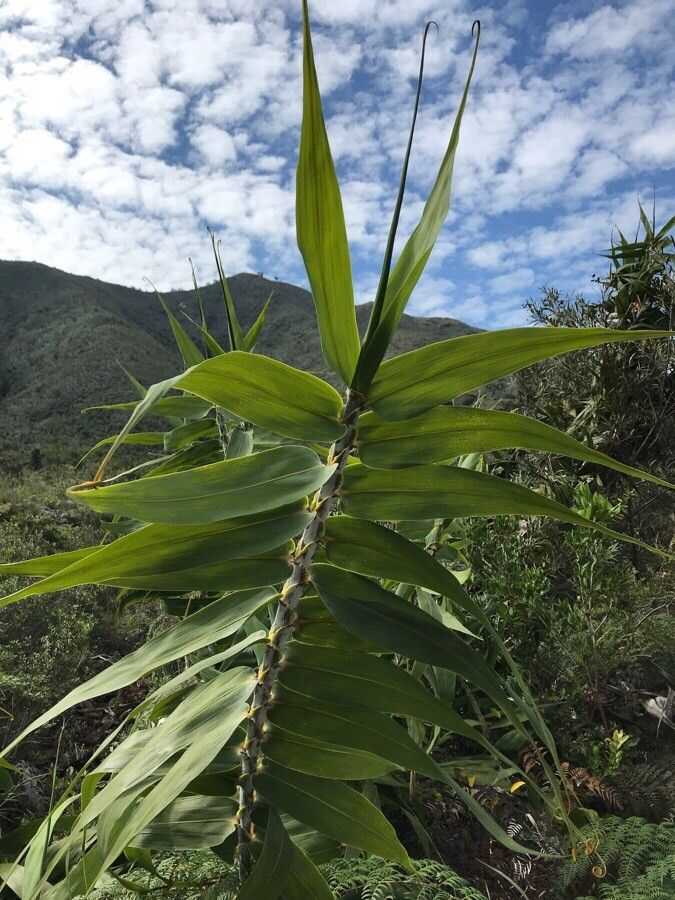 Flagellaria neocaledonica — related species from the same genus
