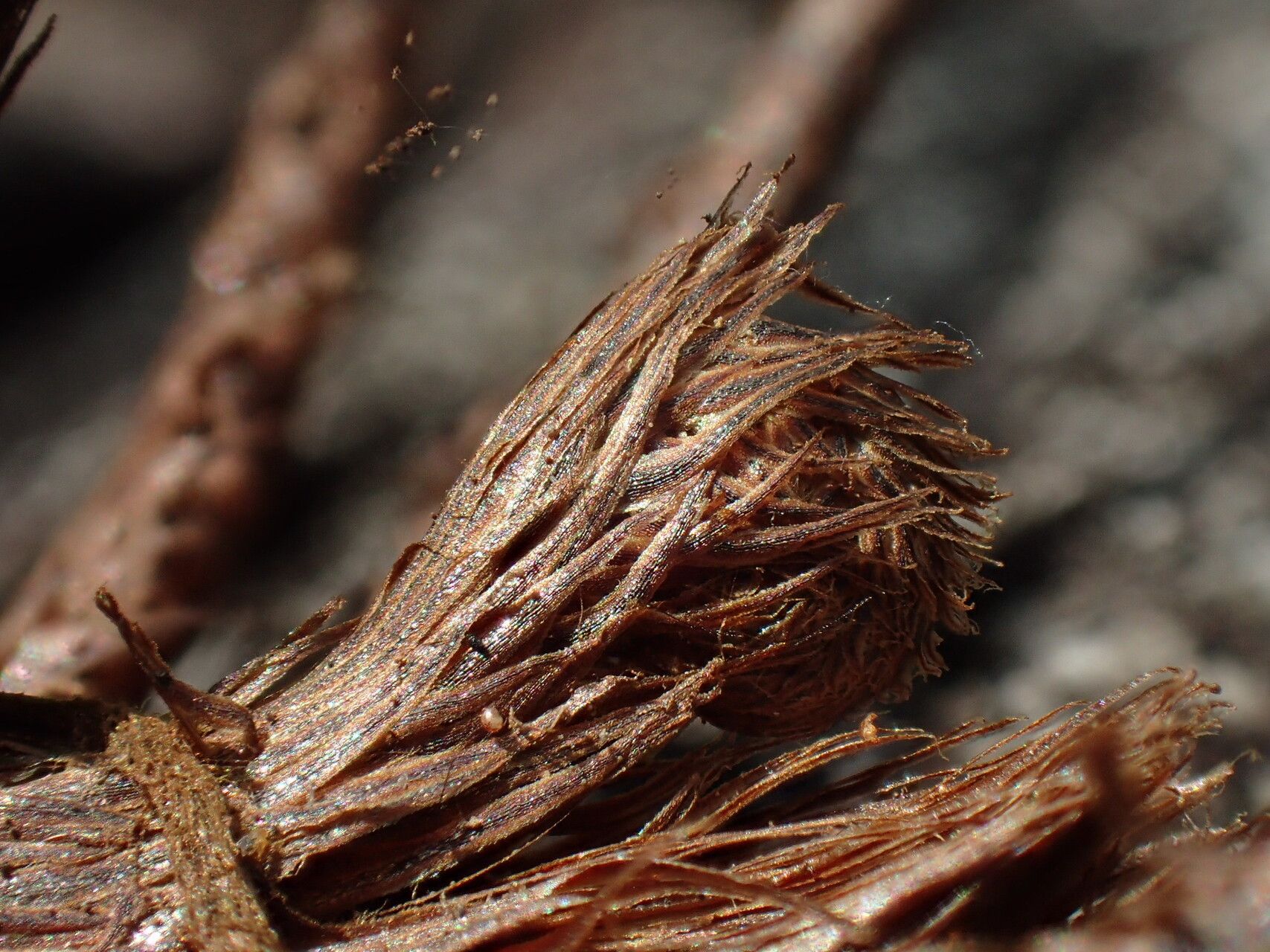 Asplenium stuhlmannii other