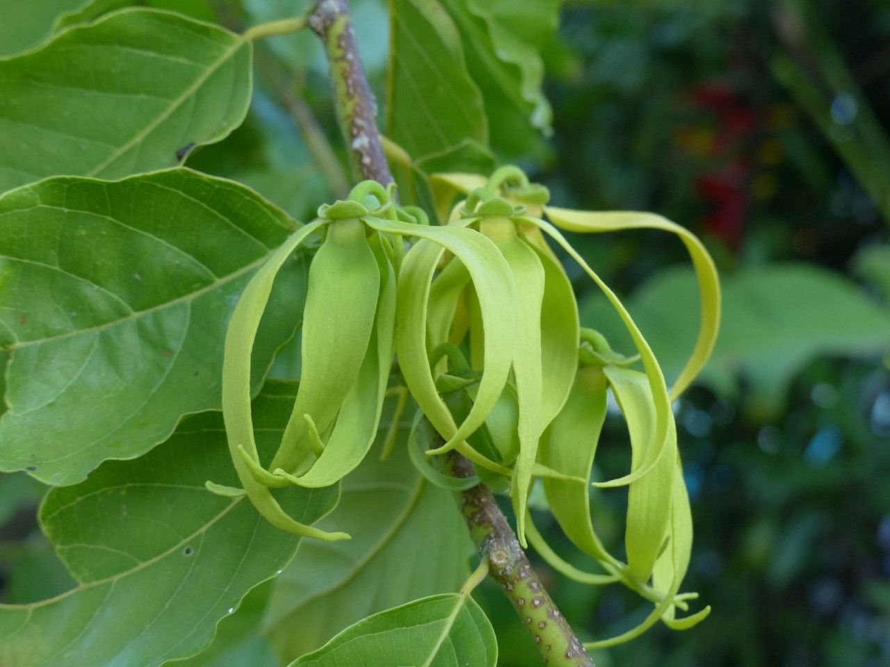 Cananga odorata flower