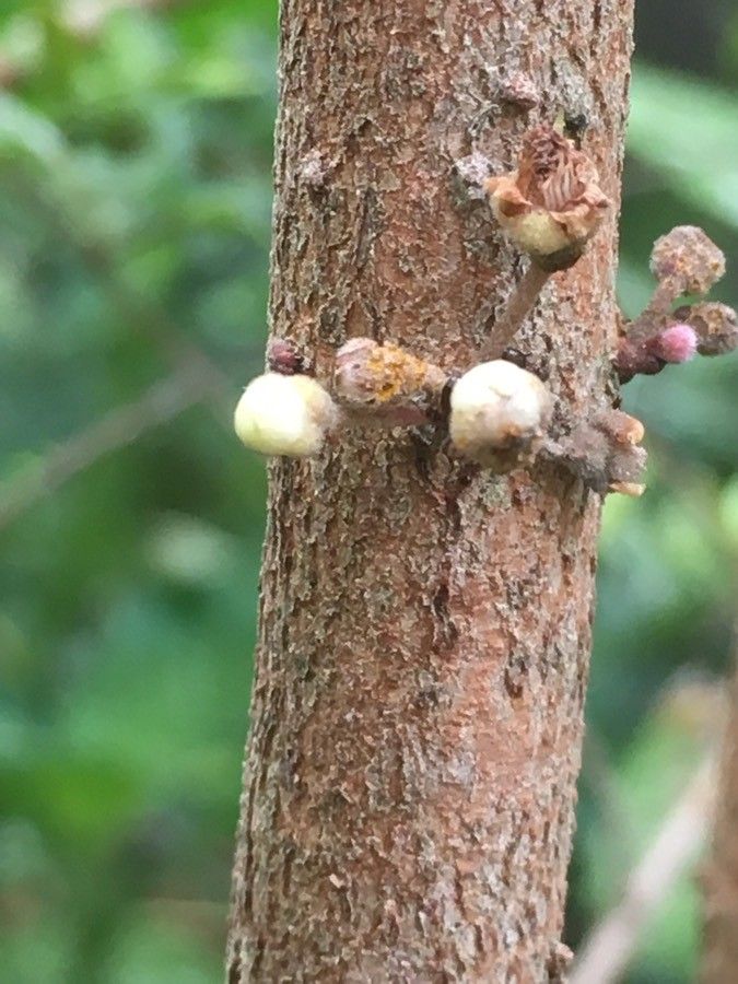 Eugenia daenikeri flower