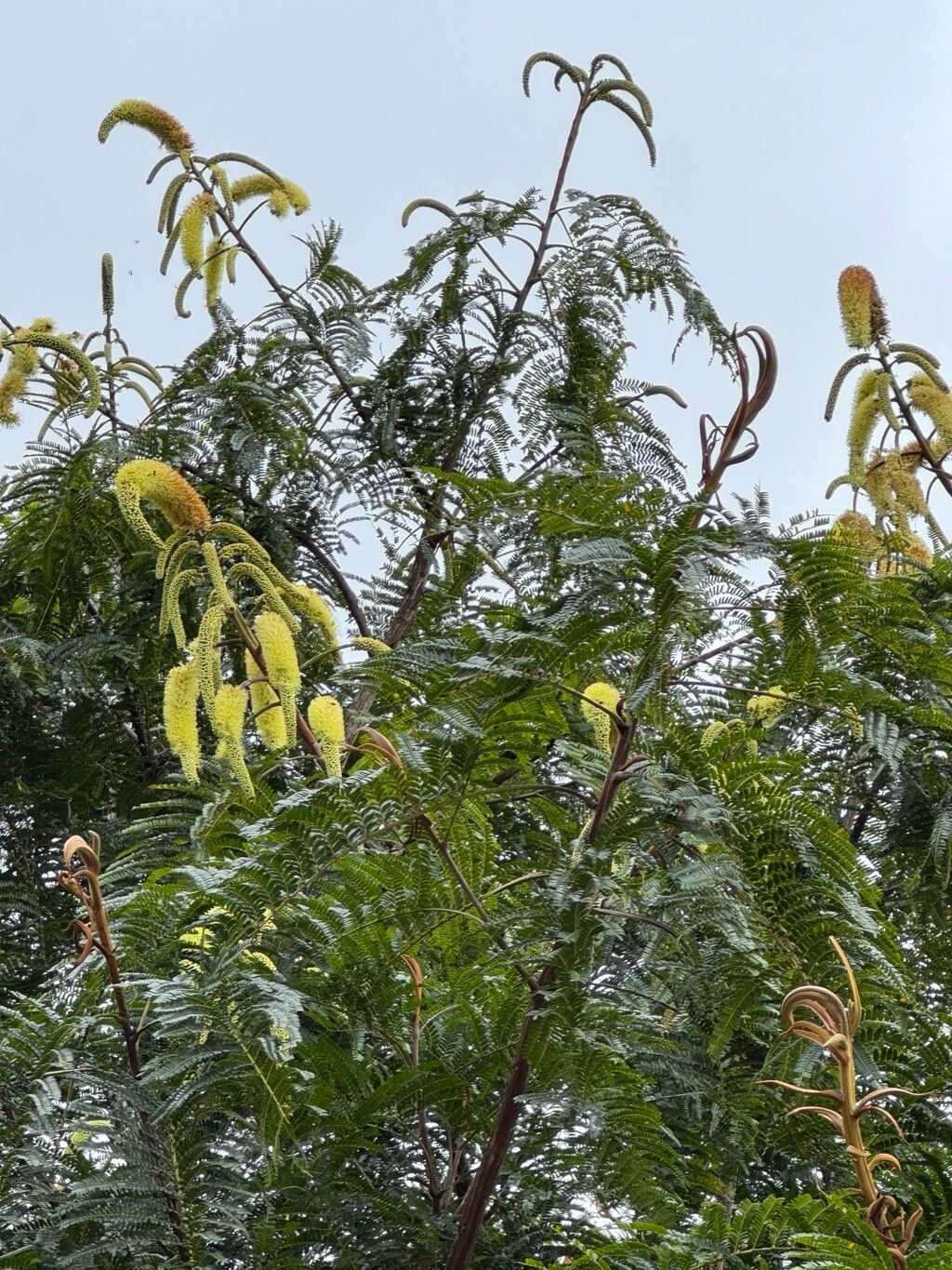 Dinizia jueirana-facao flower