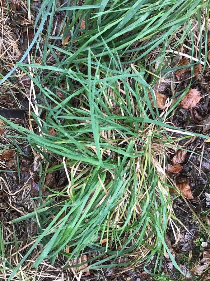 Poa chaixii — search result for 'Poa'