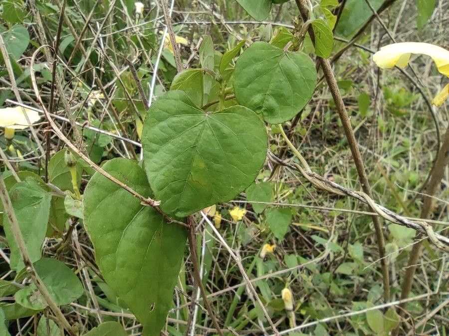 Ipomoea ochracea — search result for 'Ipomoea'