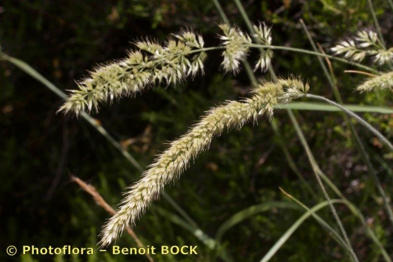 Koeleria hispanica — search result for 'Koeleria'