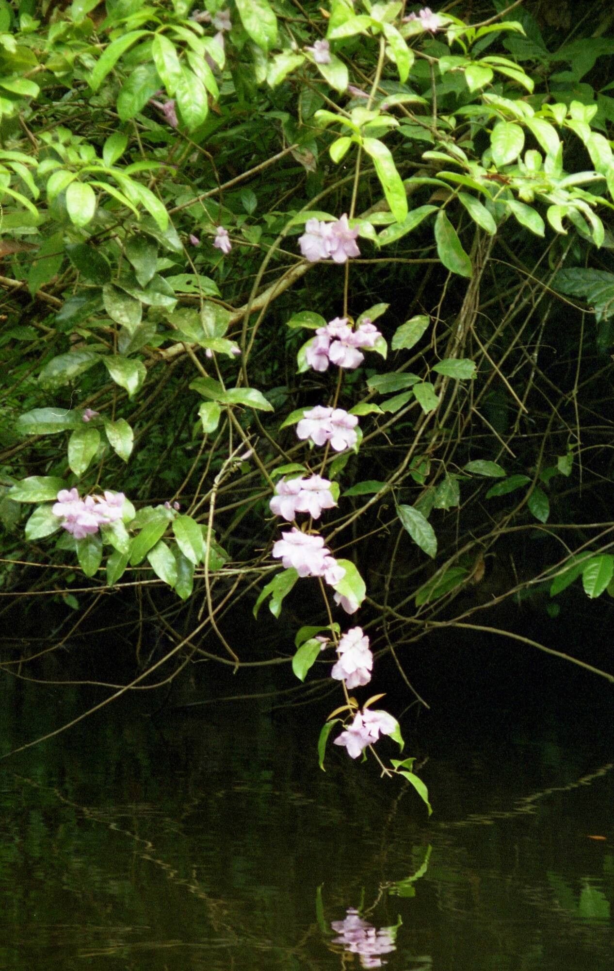 Bignonia noterophila flower