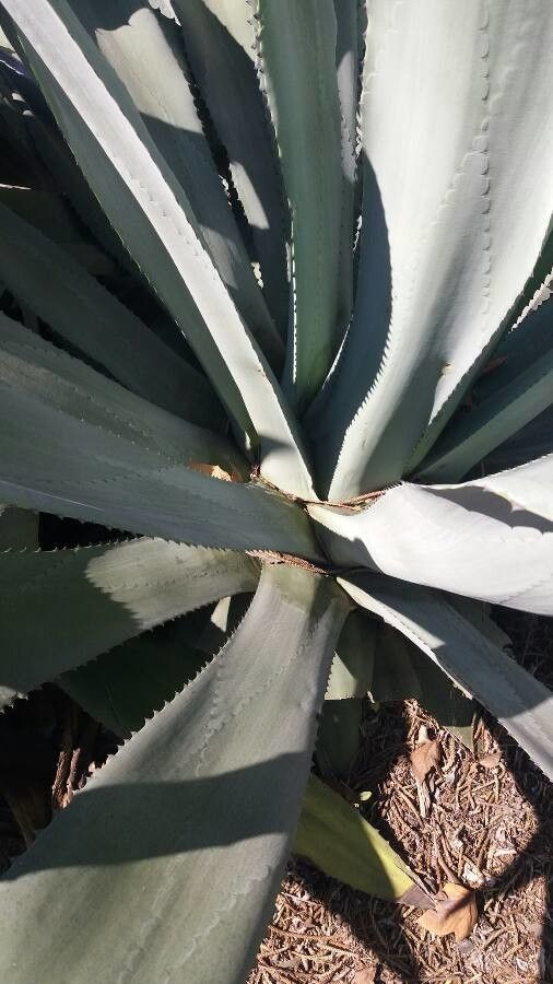 Agave shaferi bark