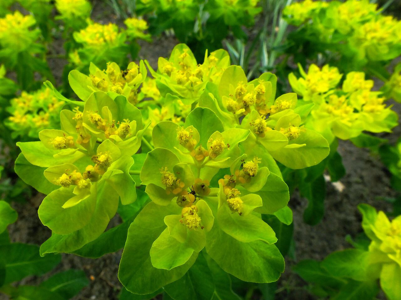 Euphorbia pilosa flower