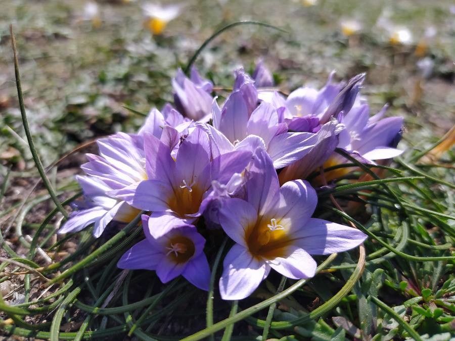 Romulea clusiana flower