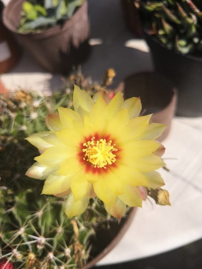 Ferocactus haematacanthus flower