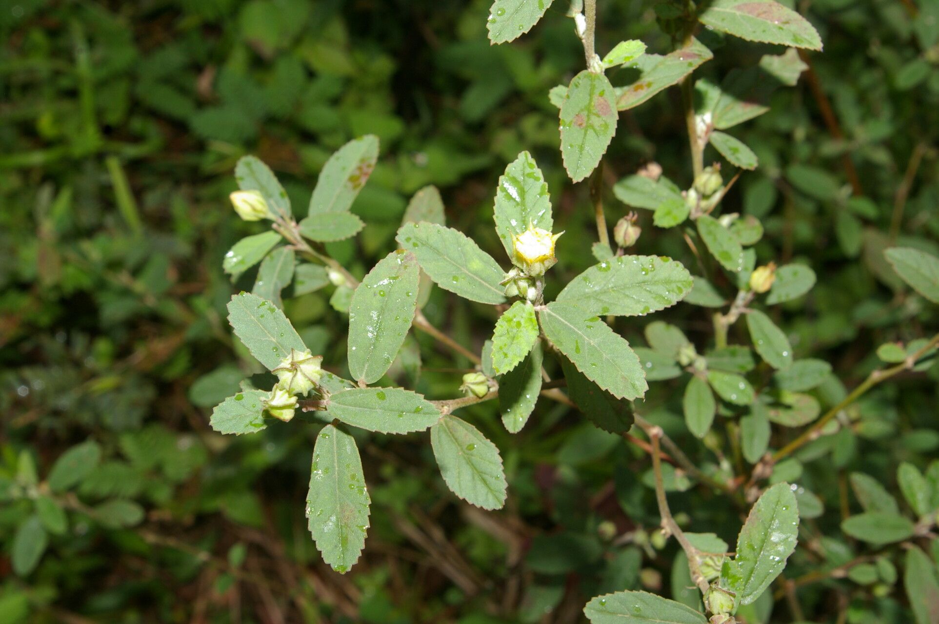 Sida haenkeana — houseplant care guide