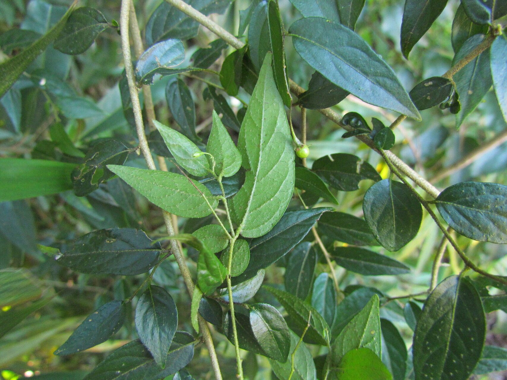 Solanum hirtellum leaf