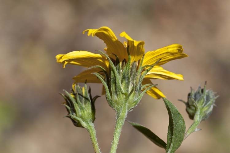 Viguiera cordifolia flower
