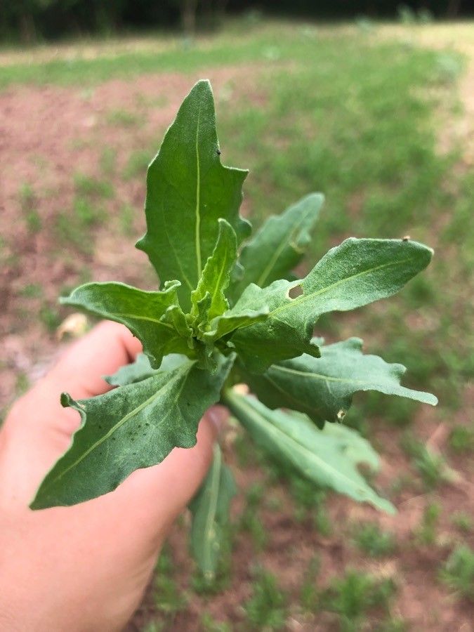 Helenium microcephalum leaf