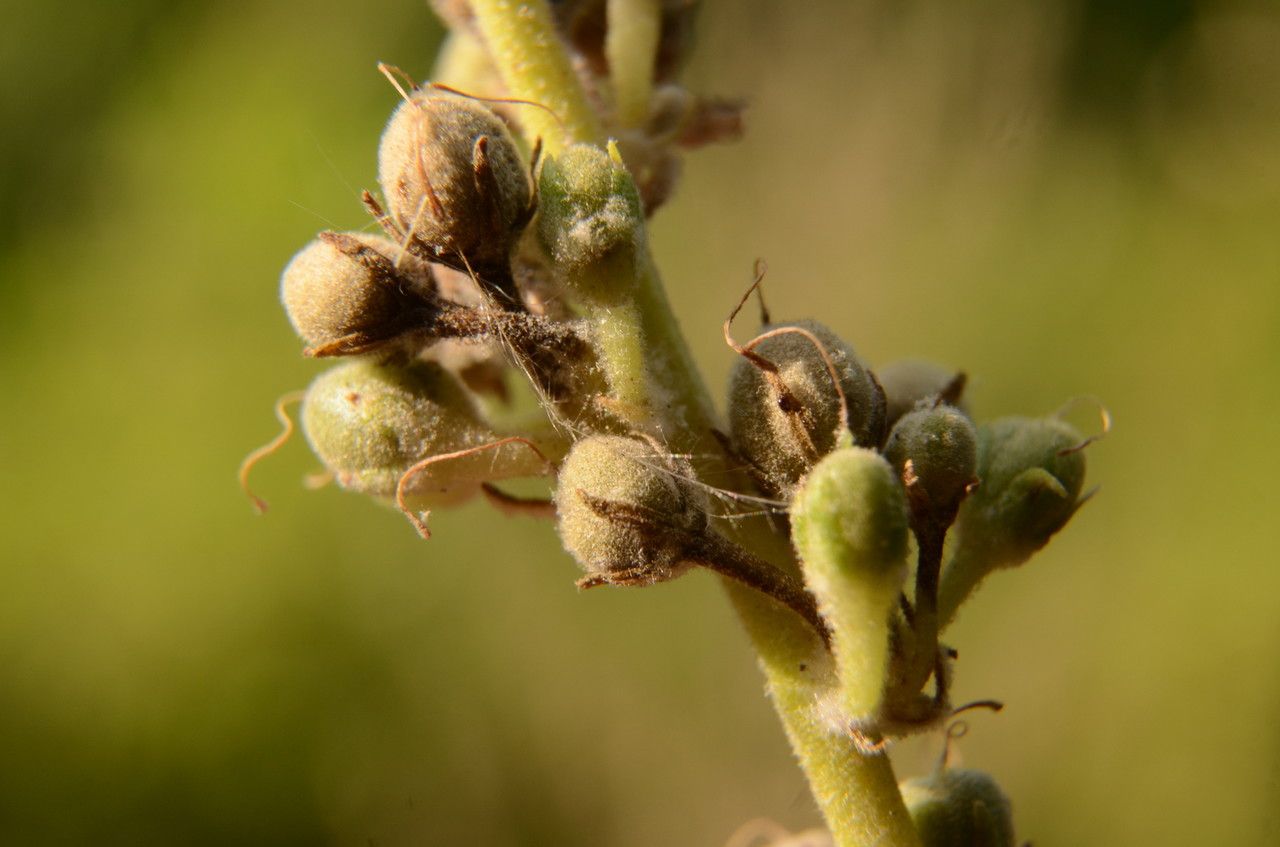 Verbascum pulverulentum fruit