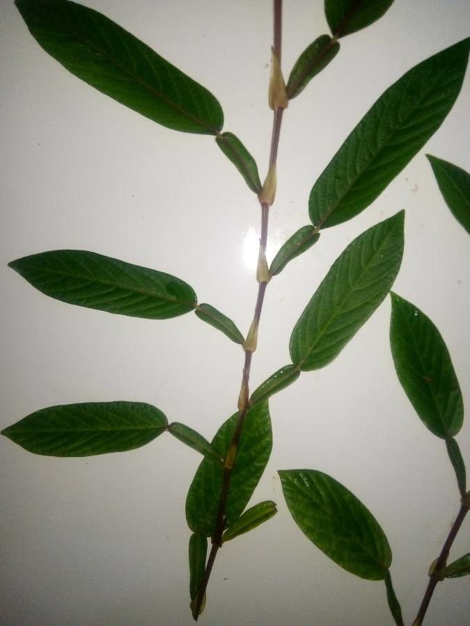 Tadehagi triquetrum — houseplant care guide