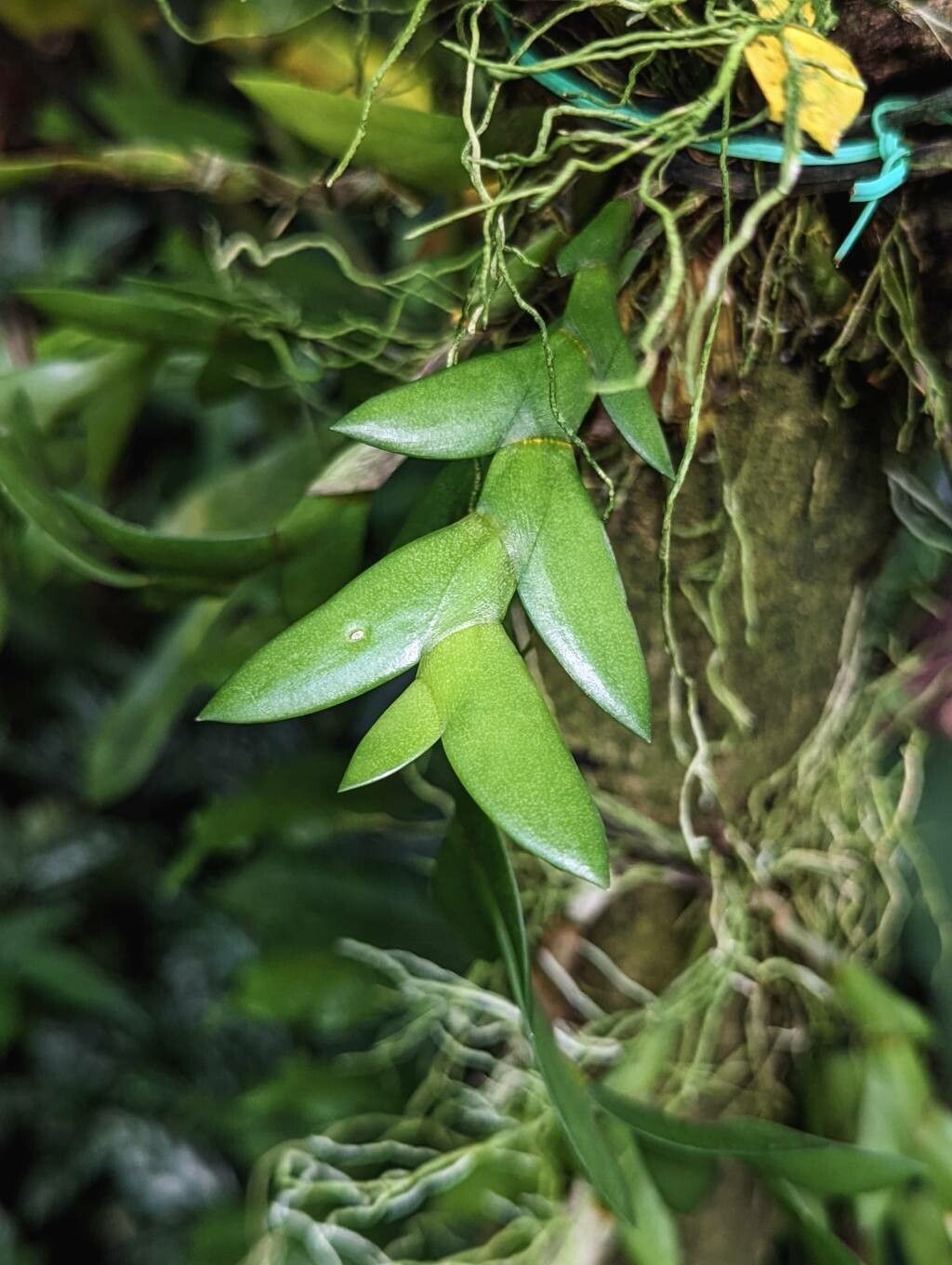 Dendrobium terminale — houseplant care guide