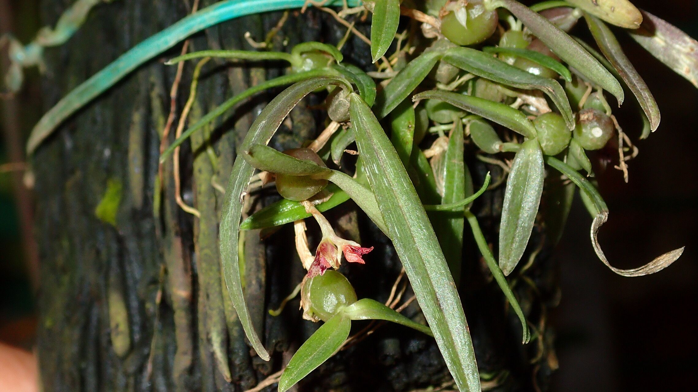 Bulbophyllum geminiflorum — houseplant care guide