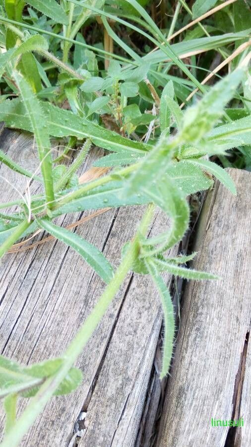 Pyrrhopappus carolinianus — maintenance medium houseplant