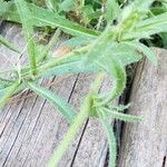 Pyrrhopappus carolinianus