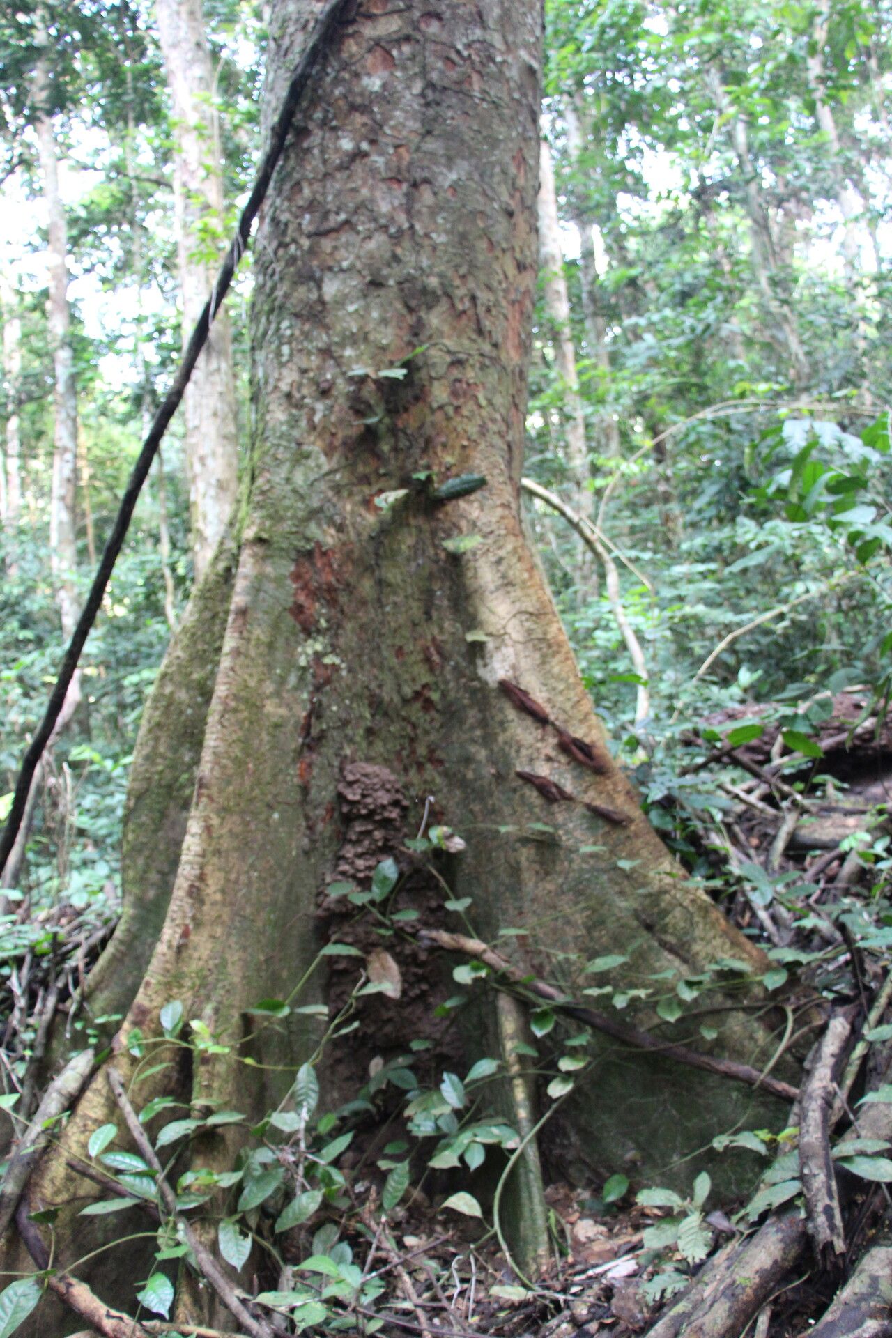 Guibourtia pellegriniana bark