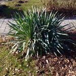 Yucca aloifolia
