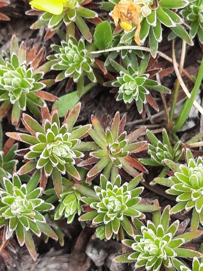 Androsace vitaliana — houseplant care guide