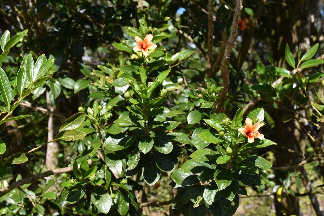 Hibiscus liliiflorus habit