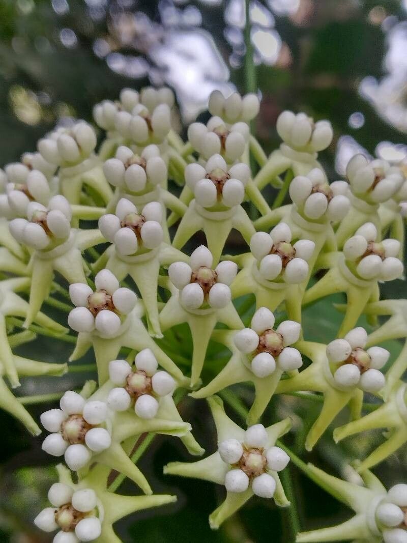 Funastrum bilobum flower