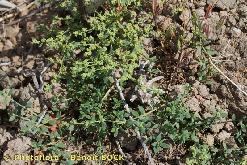 Paronychia suffruticosa habit