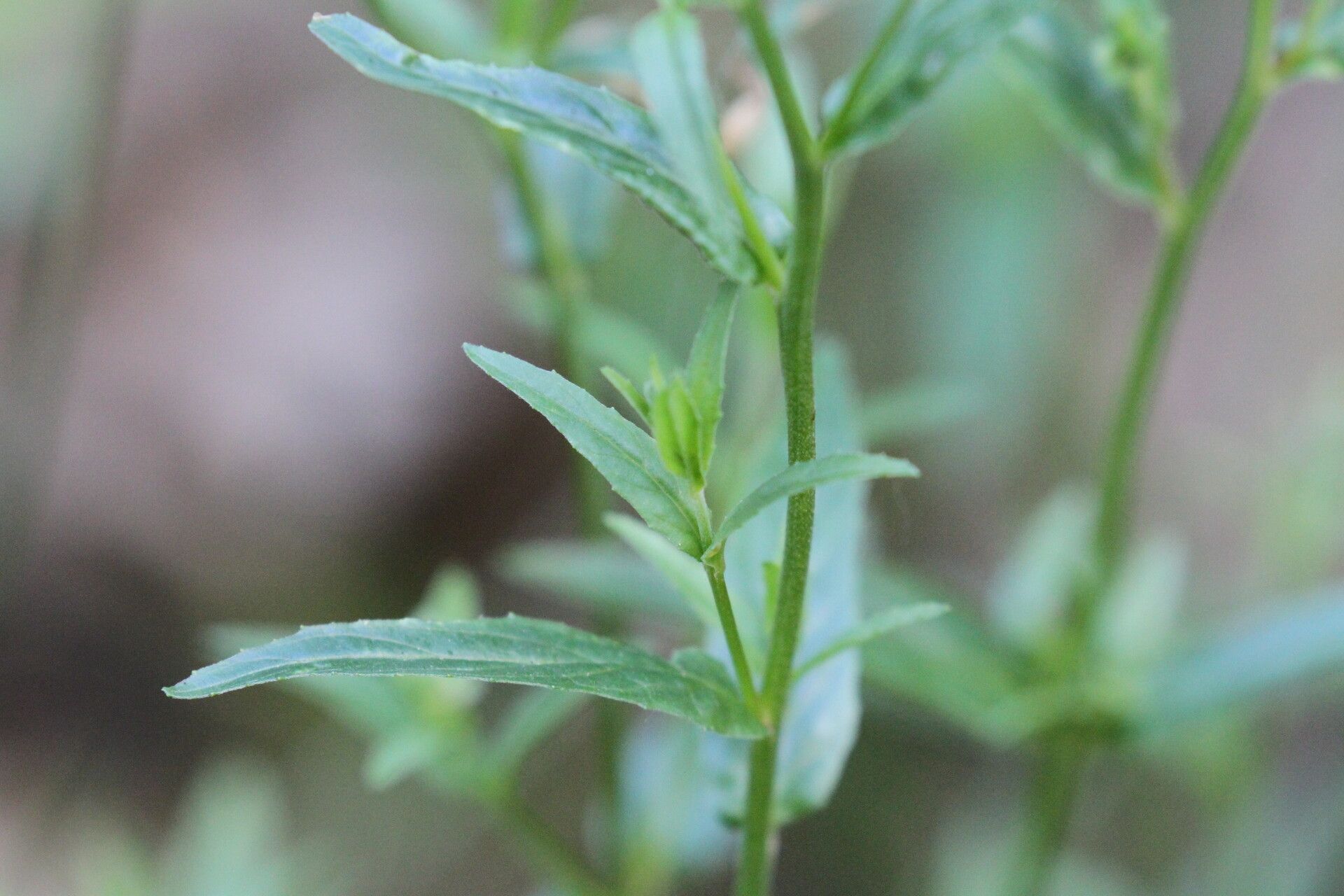 Epilobium lanceolatum leaf