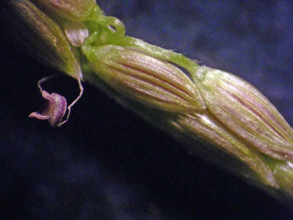 Digitaria violascens fruit