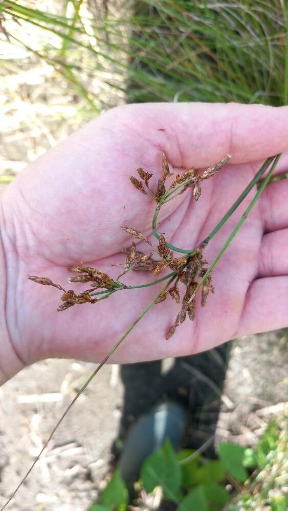 Fimbristylis quinquangularis flower