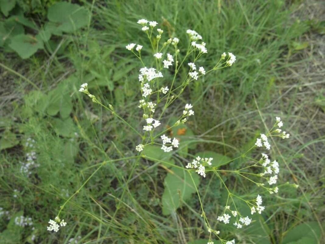 Asperula tinctoria flower