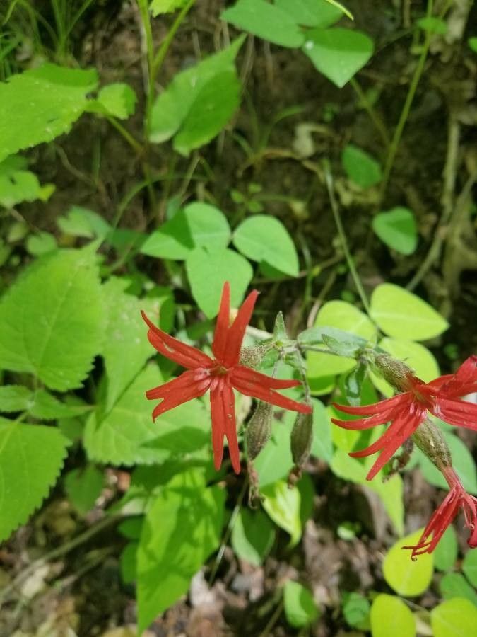 Silene virginica fruit
