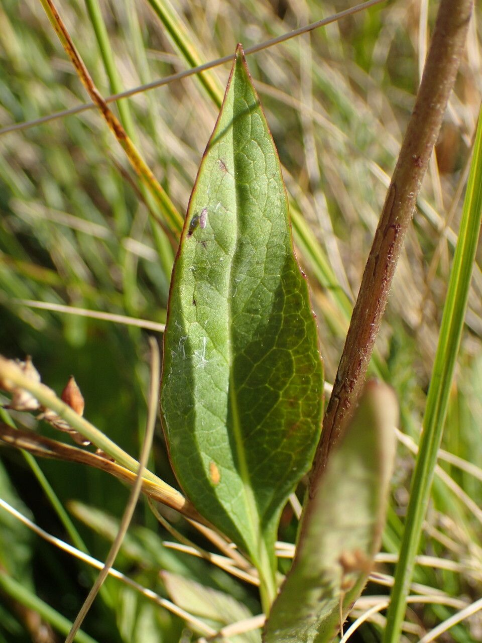 Succisa pratensis — related species from the same genus