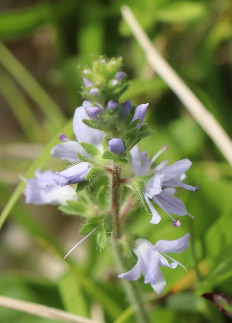 Veronica onoei — houseplant care guide