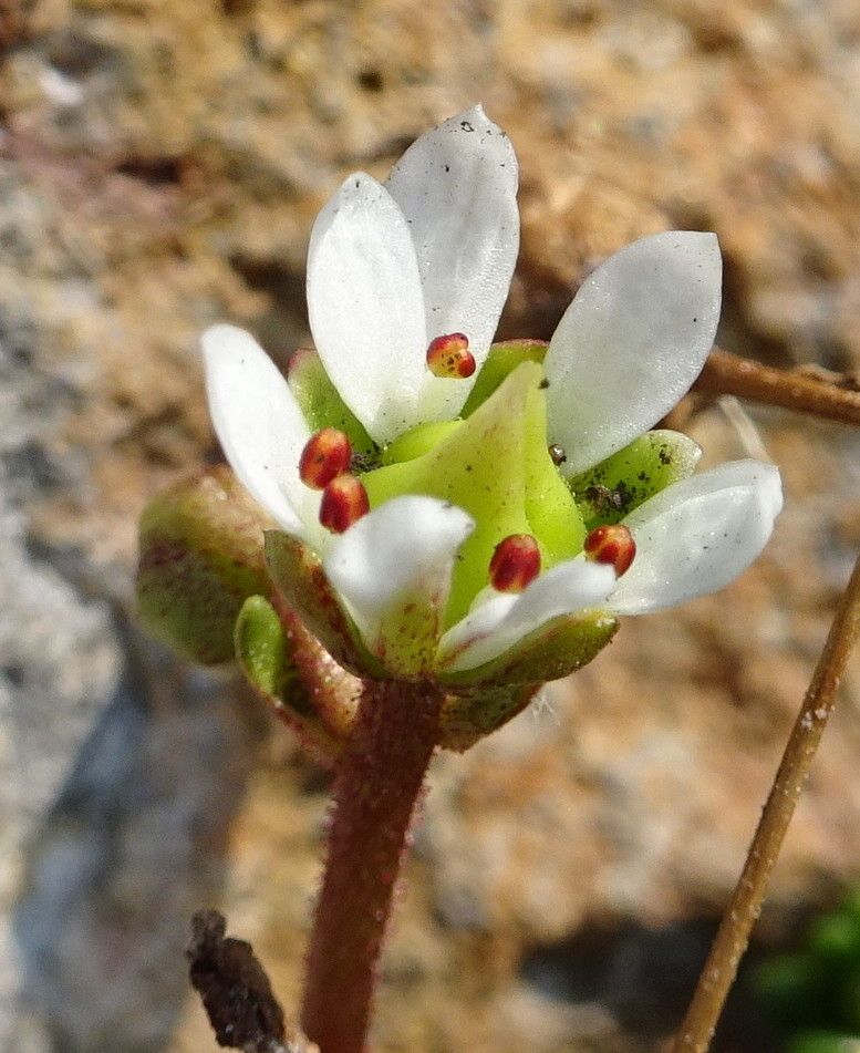 Micranthes tolmiei flower