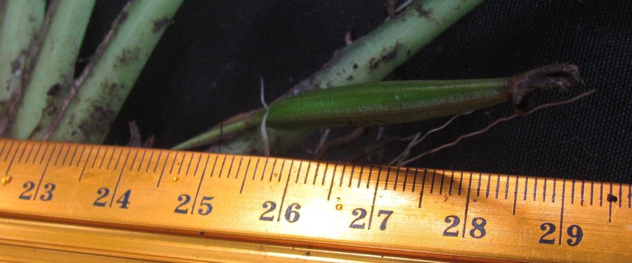 Maxillaria bicallosa bark