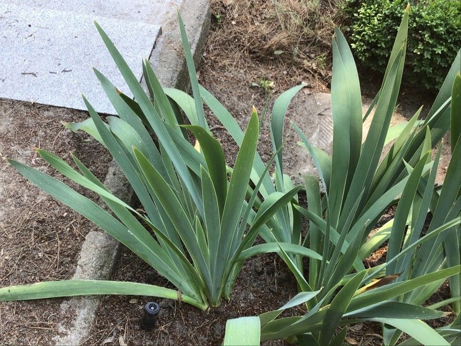 Iris × germanica — search result for 'Iridaceae'