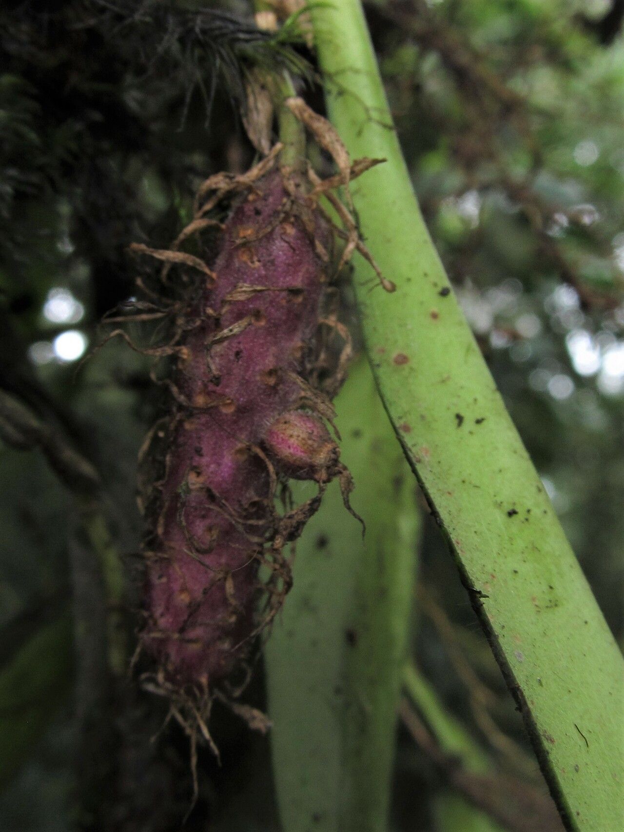 Bulbophyllum comatum fruit