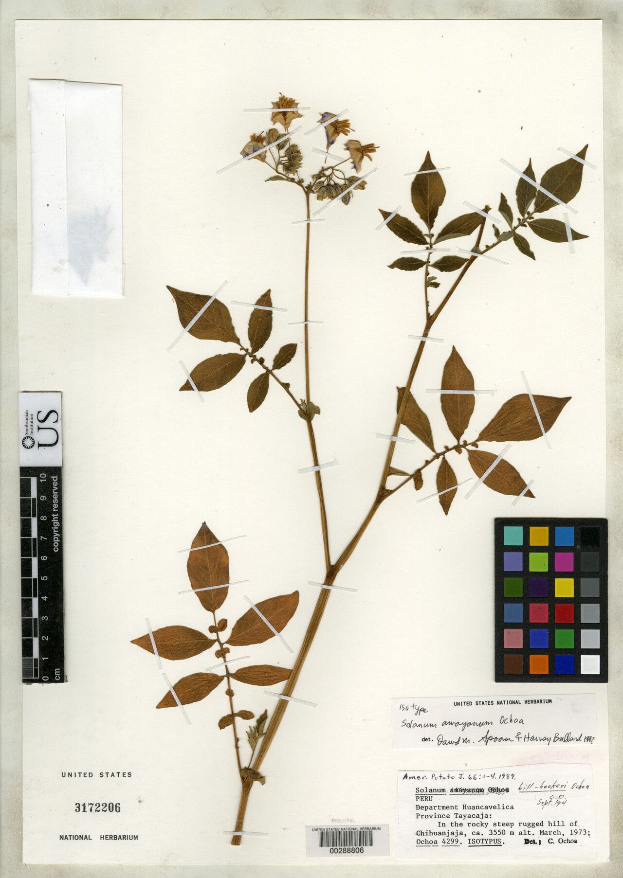 Solanum amayanum — houseplant care guide