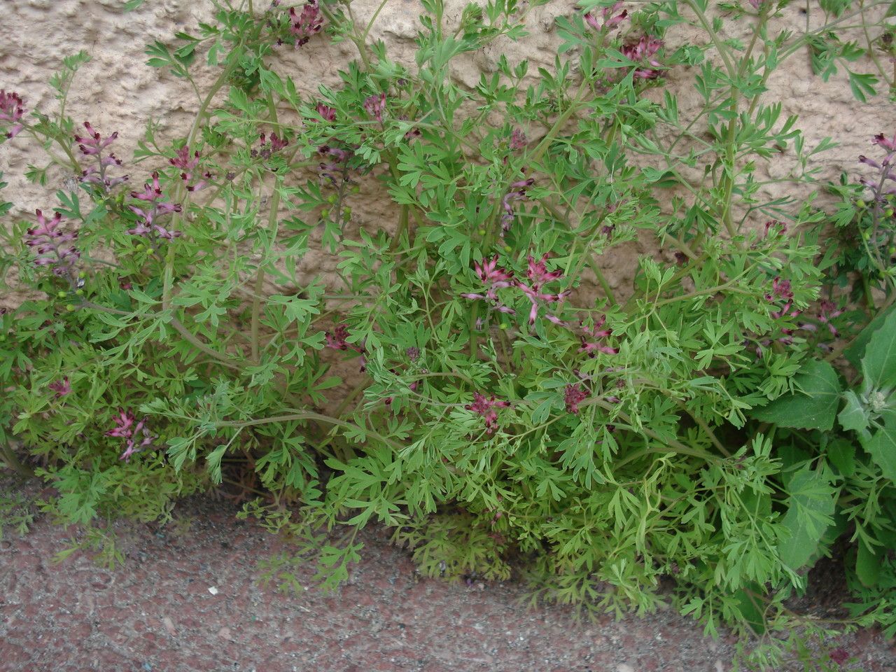 Fumaria schleicheri habit