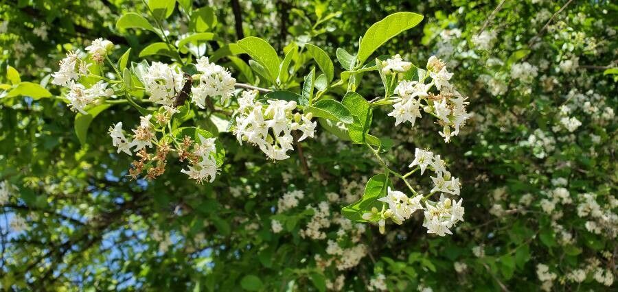Ehretia anacua flower
